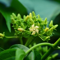 Gymnema Sylvestre Sugar Destroyer Extract — Craving reduction and sugar absorption inhibitor in MounjaMelt